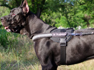 Reflective Dog Harness for Great Dane, Nylon with ID Patches